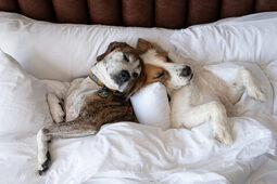 We are now Pet Friendly... Cause dogs need vacations too!